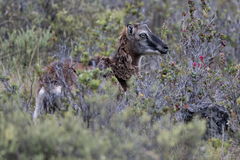 Ovis aries