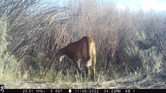 Puma concolor couguar