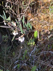 Andromeda polifolia glaucophylla
