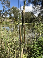 Bambusoideae