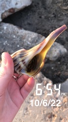 Sinistrofulgur pulleyi