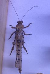 Lichenomorphus fuscifrons