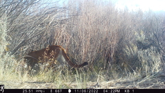 Puma concolor couguar