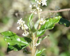 Trymalium odoratissimum