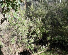 Trymalium odoratissimum