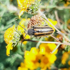 Neocrossidius trivittatus