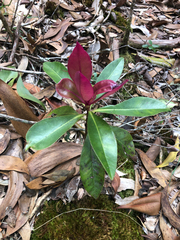 Myrsine lessertiana