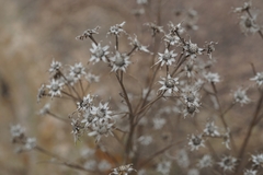 Vernonanthura nudiflora