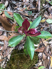 Myrsine lessertiana