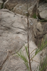 Vernonanthura nudiflora