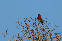 Himatione sanguinea