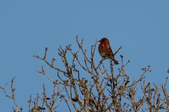 Himatione sanguinea