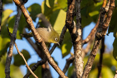 Zosterops japonicus
