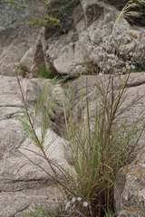 Vernonanthura nudiflora