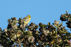 Crithagra mozambica