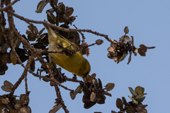 Chlorodrepanis virens