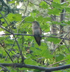 Selasphorus platycercus