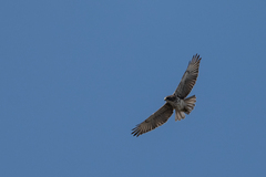 Buteo solitarius