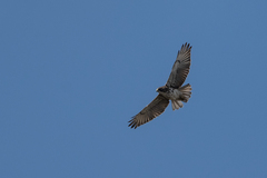 Buteo solitarius