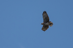 Buteo solitarius