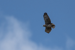 Buteo solitarius