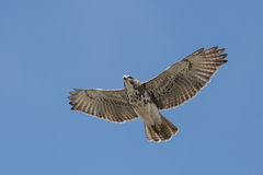 Buteo solitarius