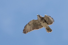 Buteo solitarius