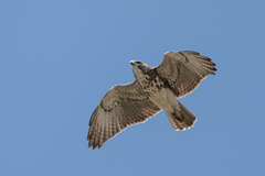Buteo solitarius