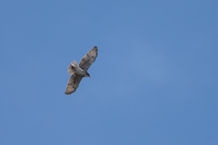 Buteo solitarius