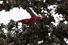 Drepanis coccinea