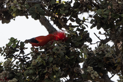 Drepanis coccinea