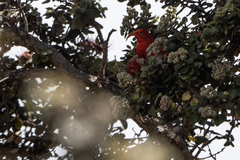 Drepanis coccinea