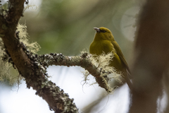 Chlorodrepanis virens