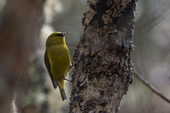 Chlorodrepanis virens