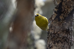 Chlorodrepanis virens