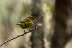 Chlorodrepanis virens