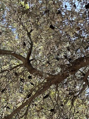 Banksia integrifolia
