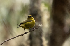 Chlorodrepanis virens