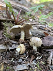 Agaricus comtulus