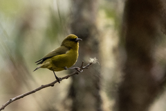 Chlorodrepanis virens