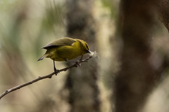 Chlorodrepanis virens
