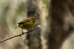 Chlorodrepanis virens