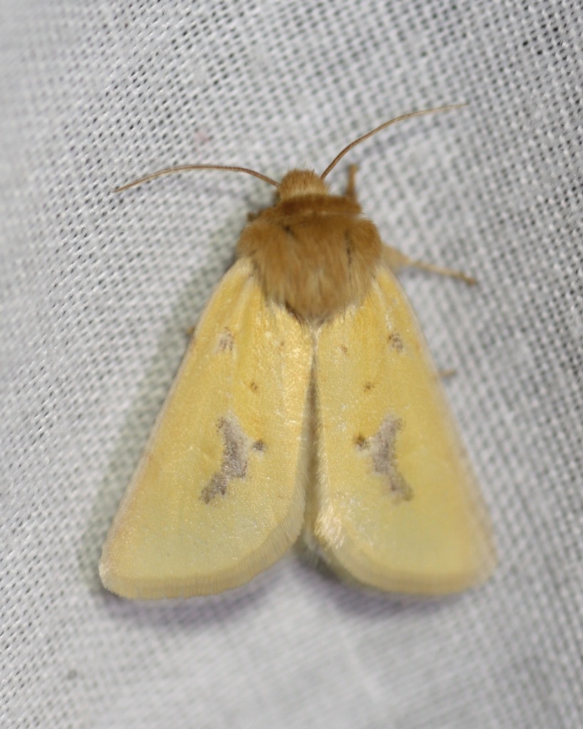 Chihuahuan Nocloa