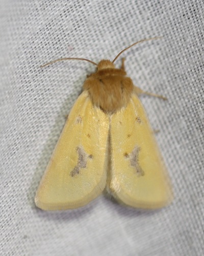 Chihuahuan Nocloa