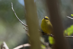 Chlorodrepanis virens