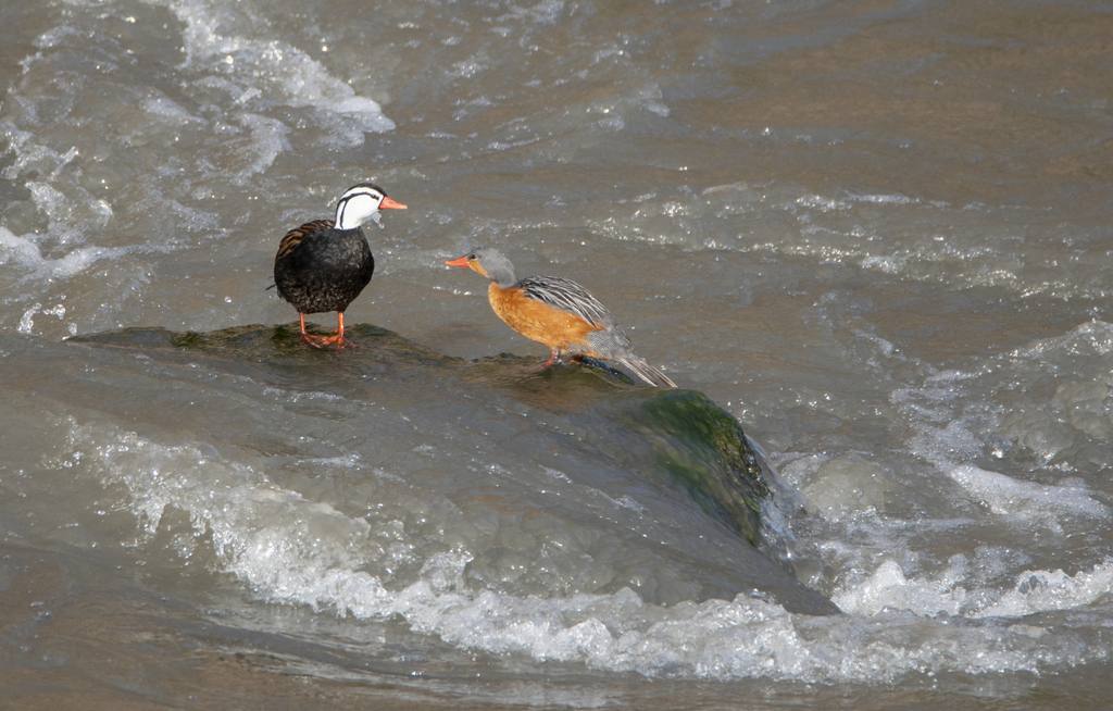 Black-bellied Torrent Duck