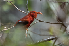Drepanis coccinea
