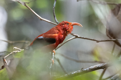 Drepanis coccinea