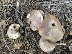 Agaricus benesii