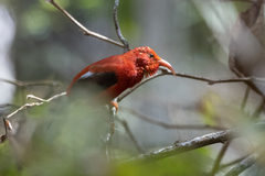 Drepanis coccinea